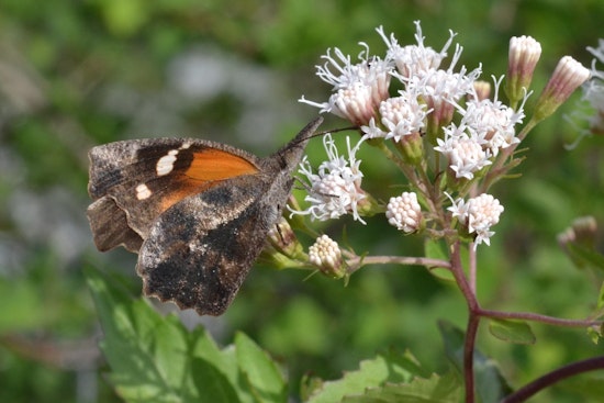 San Antonio Swept by Spectacular Surge of Snout Butterflies Following Rainfall
