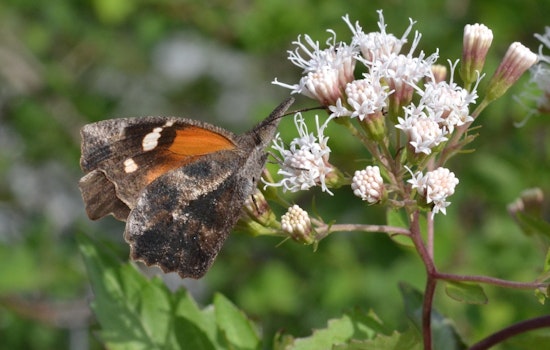 San Antonio Swept by Spectacular Surge of Snout Butterflies Following Rainfall