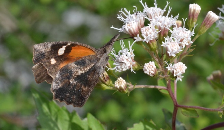 San Antonio Swept by Spectacular Surge of Snout Butterflies Following Rainfall