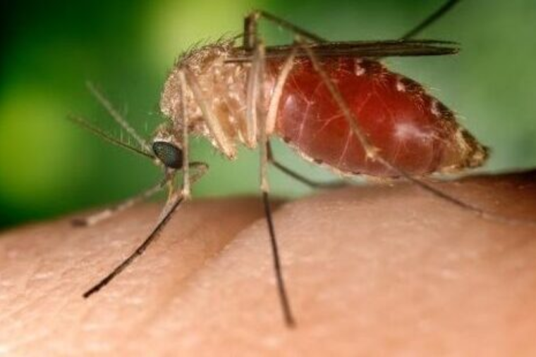 San Diego County Reports First Human Case of West Nile Virus in 2024