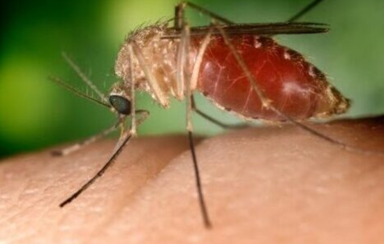 San Diego County Reports First Human Case of West Nile Virus in 2024