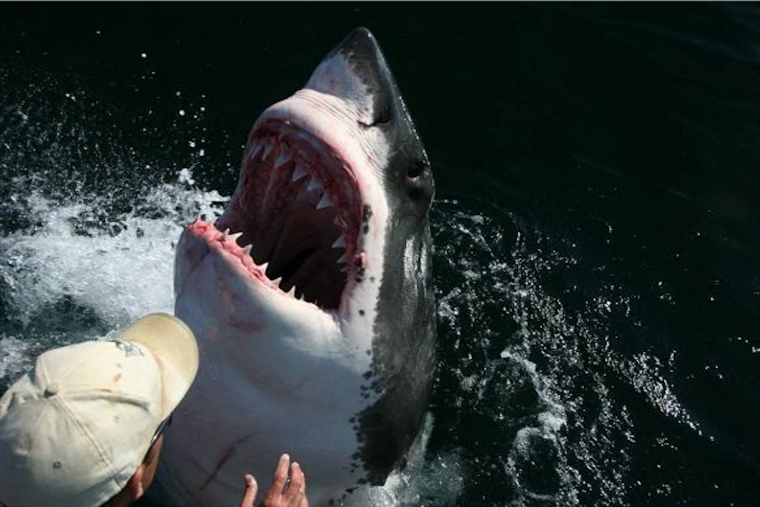 San Diego Duo Awarded Carnegie Medal for Daring Rescue During Great White Shark Attack in Del Mar