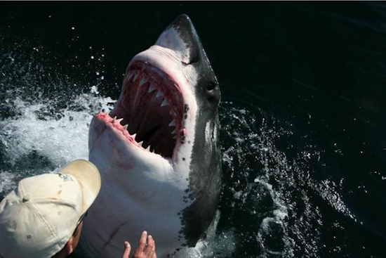San Diego Duo Awarded Carnegie Medal for Daring Rescue During Great White Shark Attack in Del Mar