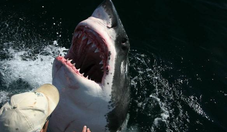 San Diego Duo Awarded Carnegie Medal for Daring Rescue During Great White Shark Attack in Del Mar