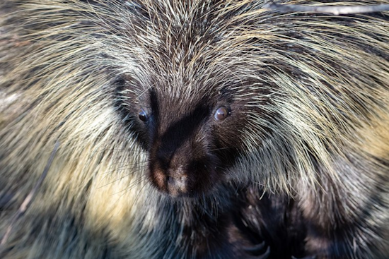 San Diego Zoo Celebrates Medical Marvel: Porcupine Mom Safely Delivers Baby via Historic C-Section!