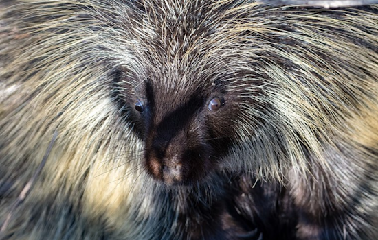 San Diego Zoo Celebrates Medical Marvel: Porcupine Mom Safely Delivers Baby via Historic C-Section!