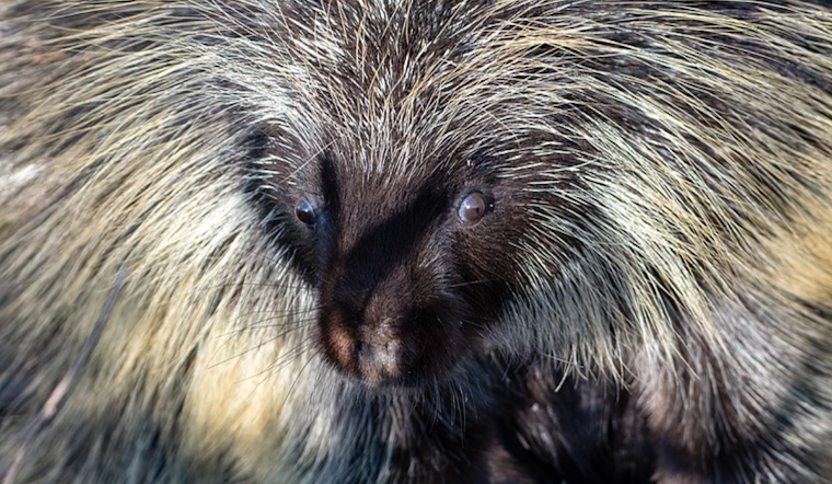 San Diego Zoo Celebrates Medical Marvel: Porcupine Mom Safely Delivers Baby via Historic C-Section!