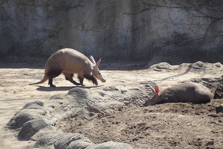 San Diego Zoo Safari Park Celebrates First Aardvark Birth: A Peek into the Secretive Life of Earth Pigs