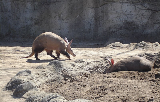 San Diego Zoo Safari Park Celebrates First Aardvark Birth: A Peek into the Secretive Life of Earth Pigs