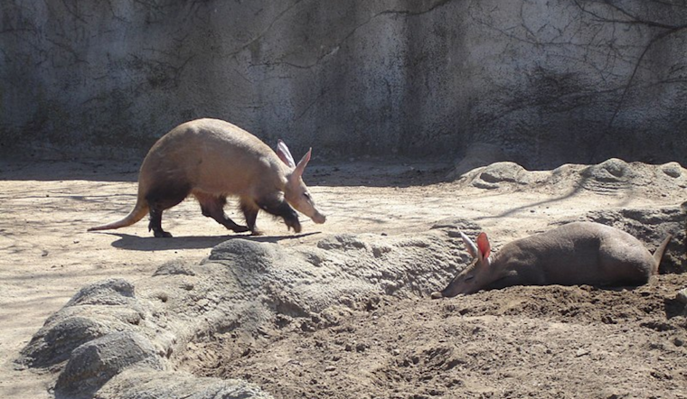 San Diego Zoo Safari Park Celebrates First Aardvark Birth: A Peek into the Secretive Life of Earth Pigs