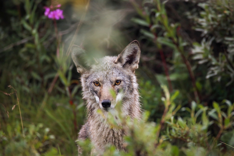 San Francisco's Crissy Field Grapples with Rising Coyote Aggression Toward Off-Leash Dogs