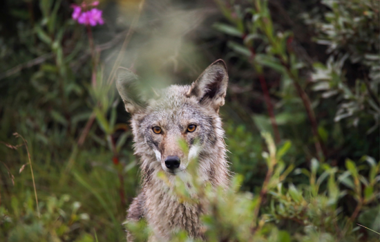 San Francisco's Crissy Field Grapples with Rising Coyote Aggression Toward Off-Leash Dogs