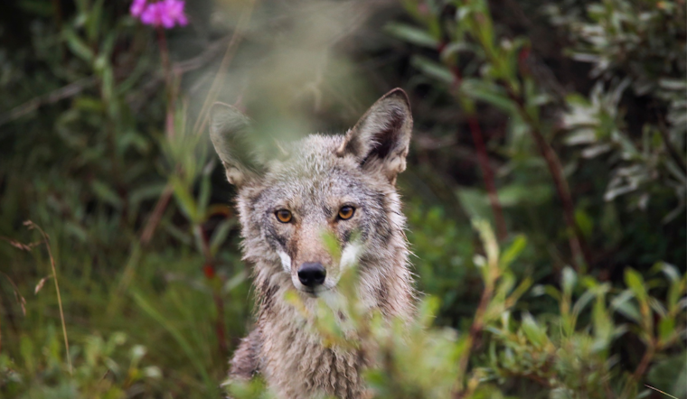 San Francisco's Crissy Field Grapples with Rising Coyote Aggression Toward Off-Leash Dogs