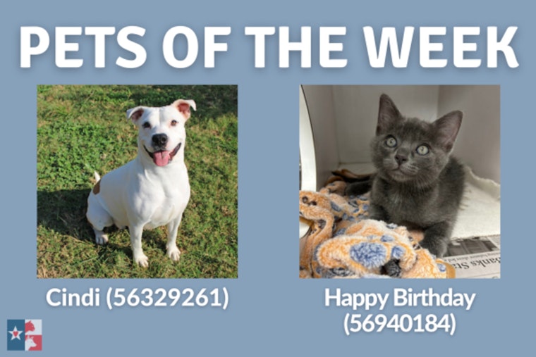 San Marcos Regional Animal Shelter Features 'Dog of the Week' Cindi and 'Cat of the Week' Happy Birthday Amid Pet Adoption Initiative