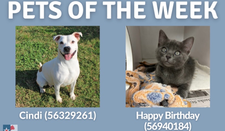 San Marcos Regional Animal Shelter Features 'Dog of the Week' Cindi and 'Cat of the Week' Happy Birthday Amid Pet Adoption Initiative