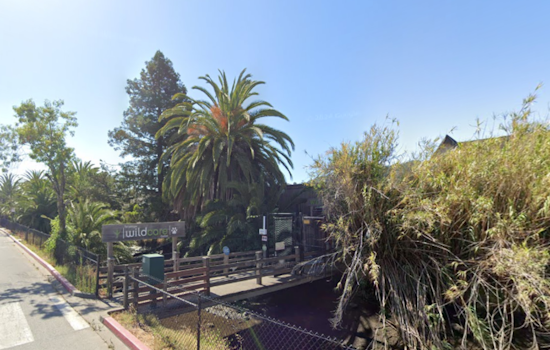 San Rafael's WildCare Relocating Temporarily Ahead of $24 Million Renovation Project