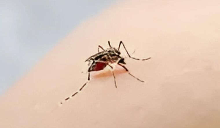 Santa Clara County Ramps Up Battle Against Disease-Spreading Aedes Aegypti Mosquitoes
