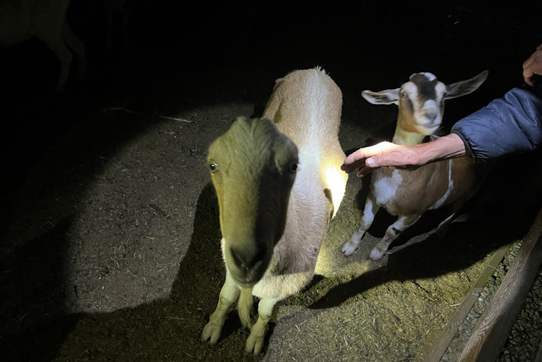 Santa Rosa's Stolen Goats Reunited with Owner, Suspect Arrested for Grand Theft