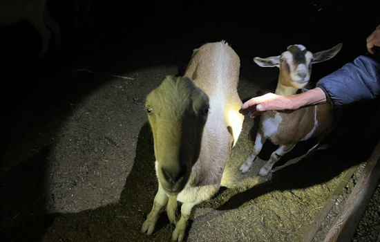 Santa Rosa's Stolen Goats Reunited with Owner, Suspect Arrested for Grand Theft