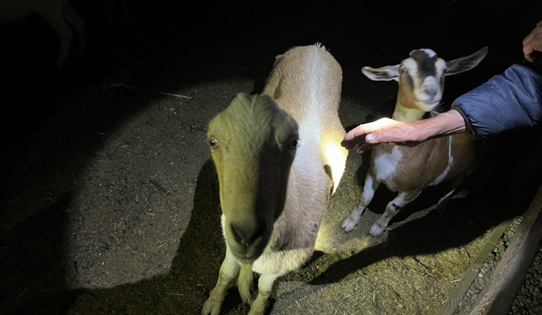 Santa Rosa's Stolen Goats Reunited with Owner, Suspect Arrested for Grand Theft