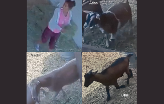 Trio of Goats Stolen in Santa Rosa, Sonoma Sheriff’s Office Seeks Help