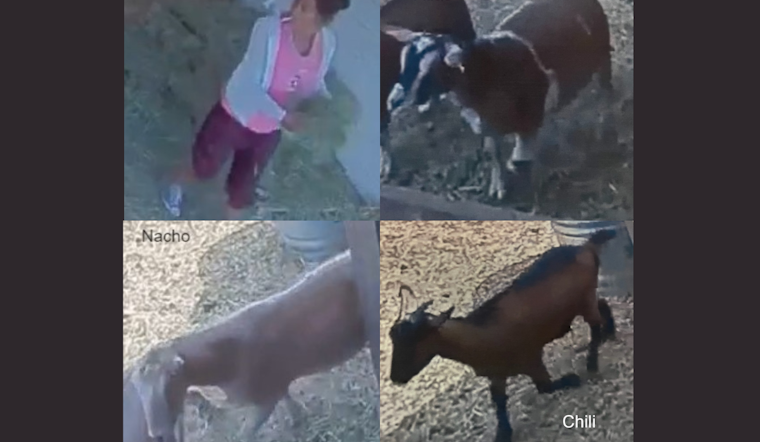 Trio of Goats Stolen in Santa Rosa, Sonoma Sheriff’s Office Seeks Help