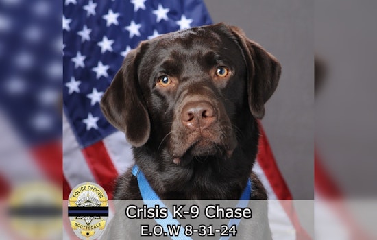 Scottsdale Police Department Mourns the Loss of Beloved Comfort Dog Chase After Cancer Battle