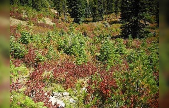 Second Human Skull Found in Gifford Pinchot National Forest as Investigations Intensify in Washington