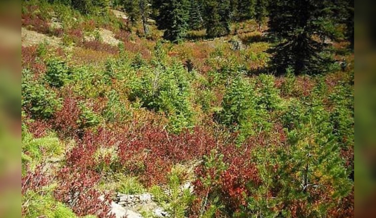 Second Human Skull Found in Gifford Pinchot National Forest as Investigations Intensify in Washington