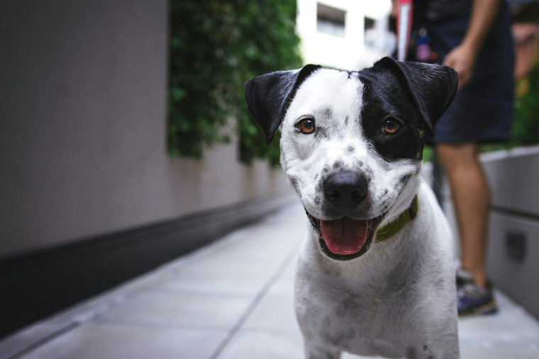 Seminole County Suspends Controversial Pet Diversion Program After Criticism from Animal Welfare Groups