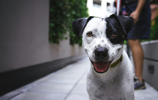 Seminole County Suspends Controversial Pet Diversion Program After Criticism from Animal Welfare Groups
