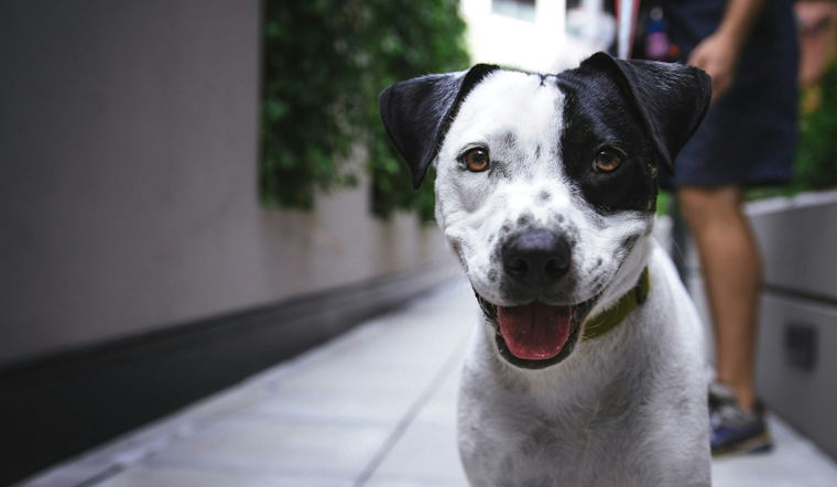 Seminole County Suspends Controversial Pet Diversion Program After Criticism from Animal Welfare Groups