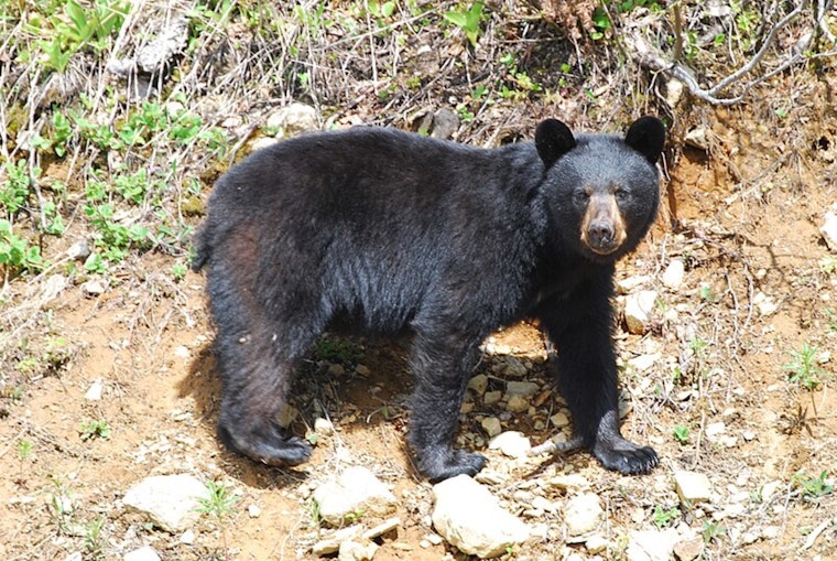 Sierra Madre Home Becomes Unwitting Den for Local Black Bear, Residents and Officials Turn to Humane Solutions
