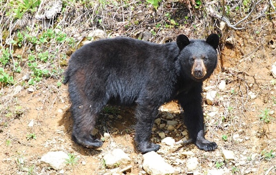 Sierra Madre Home Becomes Unwitting Den for Local Black Bear, Residents and Officials Turn to Humane Solutions