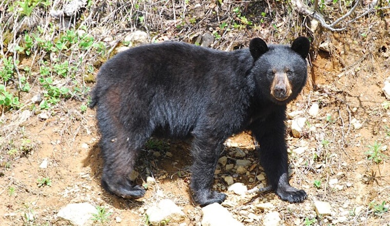 Sierra Madre Home Becomes Unwitting Den for Local Black Bear, Residents and Officials Turn to Humane Solutions