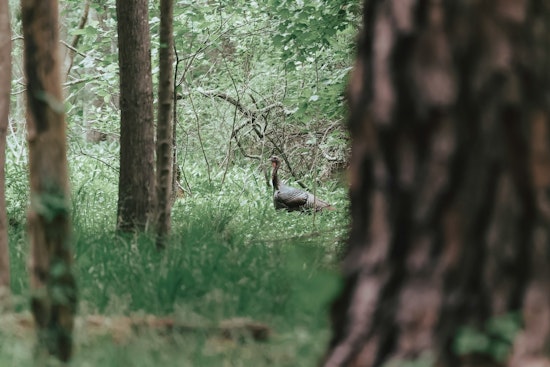 Southwest Washington Welcomes Fall Turkey Season with Raised Bag Limits for Enthusiastic Hunters