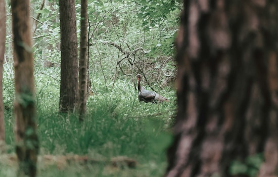 Southwest Washington Welcomes Fall Turkey Season with Raised Bag Limits for Enthusiastic Hunters