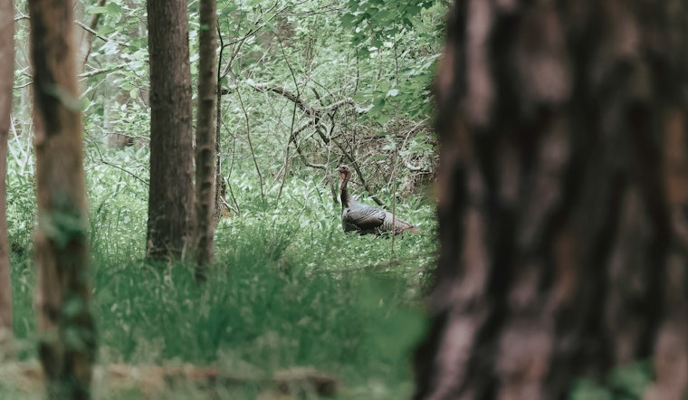 Southwest Washington Welcomes Fall Turkey Season with Raised Bag Limits for Enthusiastic Hunters