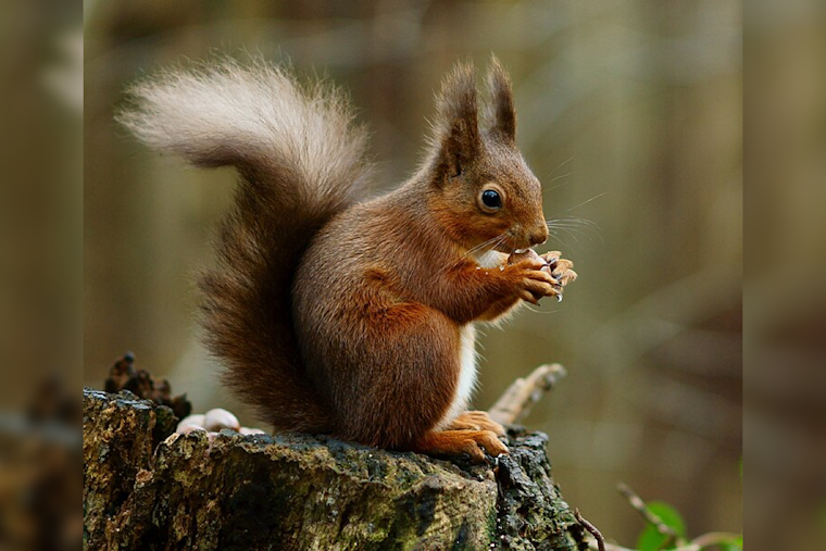 Squirrel Mishap Knocks Out Power for Over 10,000 in East Memphis, MLGW Swiftly Restores Service