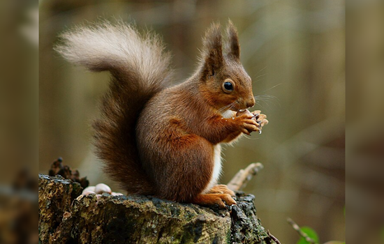 Squirrel Mishap Knocks Out Power for Over 10,000 in East Memphis, MLGW Swiftly Restores Service