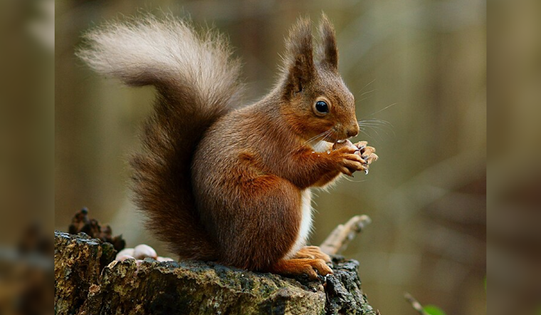 Squirrel Mishap Knocks Out Power for Over 10,000 in East Memphis, MLGW Swiftly Restores Service