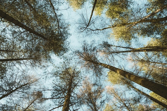 St. Louis Park Adopts New Ordinance to Protect Heritage Trees and Promote Native Landscaping