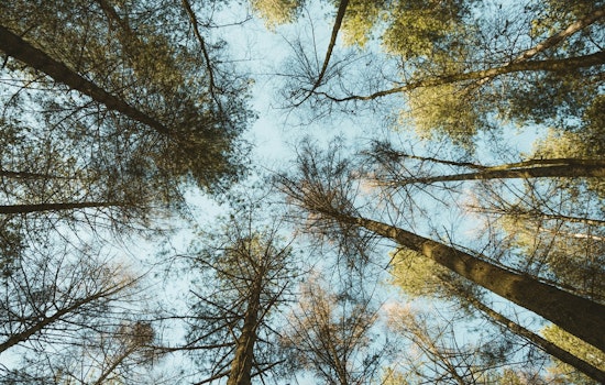 St. Louis Park Adopts New Ordinance to Protect Heritage Trees and Promote Native Landscaping