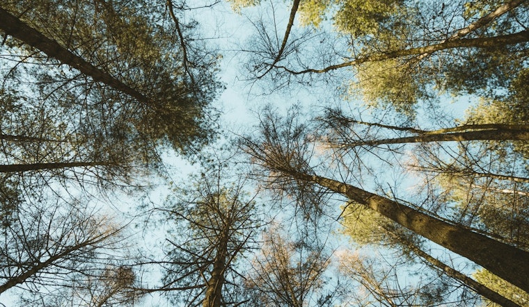 St. Louis Park Adopts New Ordinance to Protect Heritage Trees and Promote Native Landscaping