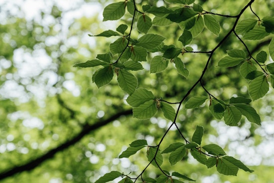 St. Louis Park Residents Invited to Enhance City's Tree Canopy with Affordable Fall Tree Sale