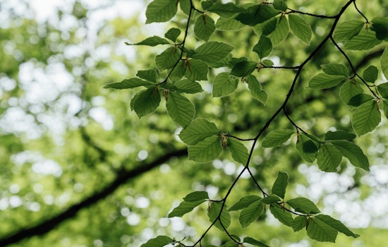 St. Louis Park Residents Invited to Enhance City's Tree Canopy with Affordable Fall Tree Sale