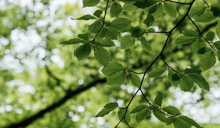 St. Louis Park Residents Invited to Enhance City's Tree Canopy with Affordable Fall Tree Sale