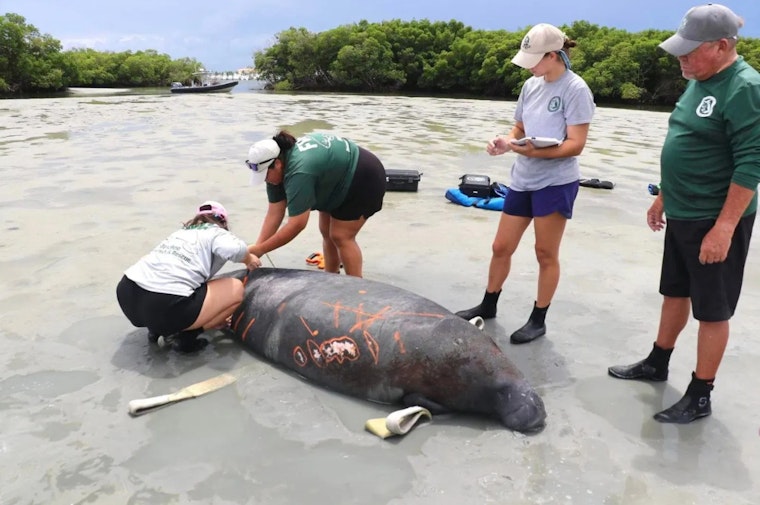 Stranded Manatee Rescued by Coast Guard and Wildlife Officials in Fort Pierce, Fla