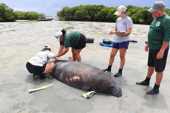 Stranded Manatee Rescued by Coast Guard and Wildlife Officials in Fort Pierce, Fla