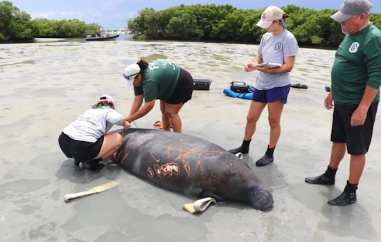 Stranded Manatee Rescued by Coast Guard and Wildlife Officials in Fort Pierce, Fla